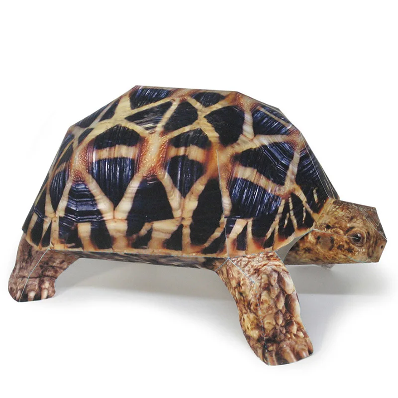 Art Craft Cardboard - Indische Stern Schildkröte Papier Modell Realistische